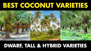 Best Coconut Varieties | Dwarf, Tall and Hybrid Coconut Varieties | Coconut Variety for Farming