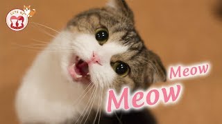 Funny Cat Meowing - Cute Cats Meowing - Kittens Meowing Videos - Cute Kitten Meowing Video - MEOW
