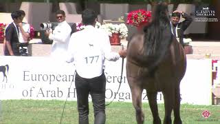 N 177 CAMELLIA AL MANAR   The Saudi National Championships 2023   Mares 4 6 Years Old Class 4A