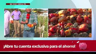 Entre lágrimas productores de tomate en Orica, F.M. reportan pérdidad millonarias por falta mercado