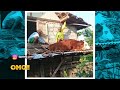 Santuy, Sapi Rebahan Di Atap Rumah  | OMG!! (03/10/23)