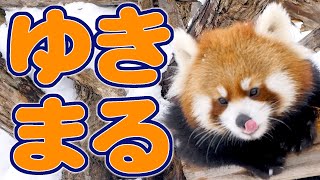 【レッサーパンダ】ゆきまる　December , 2016　Red Panda MARUMI at Maruyama Zoo