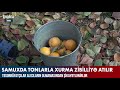 samuxda tonlarla xurma zibilliyə atılır baku tv