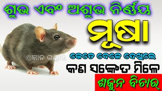 ଶୁଭ ଅଶୁଭ' ନିର୍ଣ୍ଣୟ ମୂଷା (Mouse) କୁ କେତେ ବେଳେ ଦେଖିଲେ କଣ ସବୁ ସଂକେତ ମିଳେ ! ଶକୁନ ବିଚାର ! ଅଶୁଭ ସଙ୍କେତ !