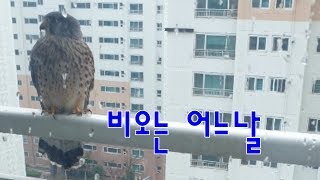 EP.015 황조롱이 kestrel :: 비오는 어느날 One rainy day