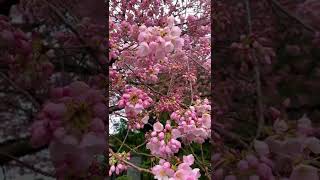 Cherry Blooming Vancouver 2022 温哥华樱花季2022