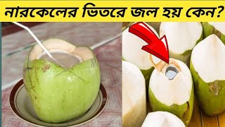 নারকেল বা ডাবএর ভিতরে জল আসে কী ভাবে বা কেন !! Coconut Water !!mayajal !mayajaal!!