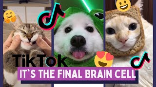 Final Brain Cell Song Funny TikTok Animals - TikTok Dogs and Cats