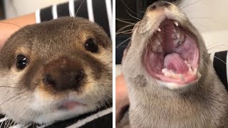 See This Cute Otter Saying Good Morning