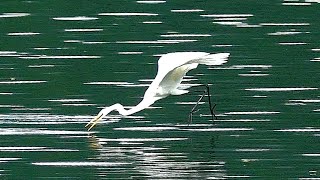 飛び込む！ 泳ぐ！ サギ