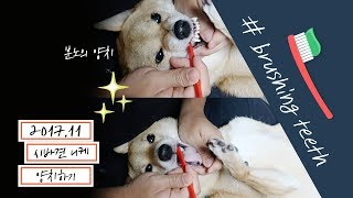 강아지 양치 방법 how to Brush dog's teeth  | 시바견 니케 (shibainu  /柴犬)