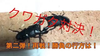 第二弾  クワガタ対決！スマトラヒラタvsスラウェシヒラタ！