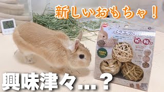 新おもちゃをうさぎにプレゼント！想像と違う反応...??