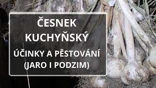 Česnek - pěstování na jaře i na podzim