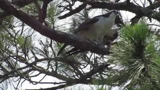 OSPREY  Bird watching ミサゴの鳴き声