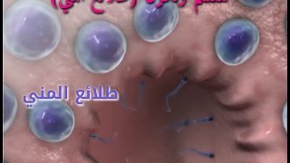 تكوين الحيوانات المنوية  Spermatogenesis