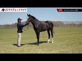 【社台・サンデー・g1】ンダホもガチ検討！有名一口馬主クラブが自信の募集馬を徹底プレゼン！