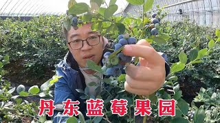 丹东蓝莓大丰收，开车280公里到果园，农户家20多个大棚，真豪横