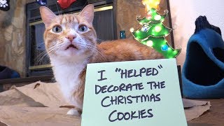 Cat Shaming! - Christmas Edition 🎄