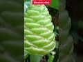 mountain story ginger shampoo plant natural shampoo ginger plant ഇനി ആരും ഷമ്പൂവാങ്ങി കാശുകളയില്ല