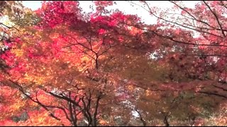 京都嵯峨野 常寂光寺の紅葉と鐘の音 2014