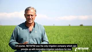 Rice Turkey: Growing on slopes using drip | Netafim