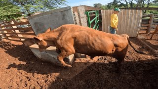 Tratando da pecuária e ultimo dia de colheita (roçavlog)