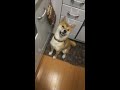 【＃shorts】お肉が欲しくて二足歩行でおねだりする柴犬