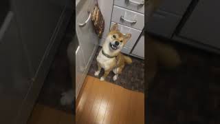 【＃Shorts】お肉が欲しくて二足歩行でおねだりする柴犬!