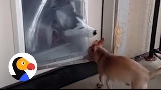 Husky Helps Friend Through The Doggy Door | The Dodo
