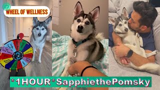 *1 HOUR* Sapphie the Pomsky TikTok Compilation 2024 | New Sapphie the Pomsky TikTok Videos