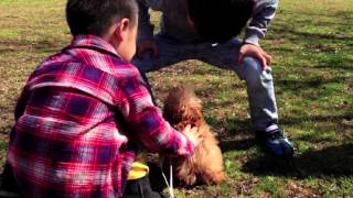 未知との遭遇！トイプーはじめてのお散歩／Toy poodle Walk for the first time