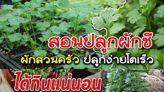 วิธีเพาะเมล็ดผักชีให้งอก และโตเร็ว ใบสวย กอใหญ่ ได้ผลผลิตดี🌱|How to grow corianderจ่าไข่เกษตรชาวบ้าน