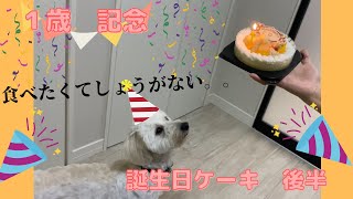 お犬さん、１歳のお誕生日でケーキにかぶりつく。後半