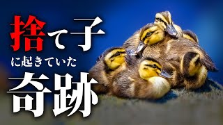 0531C⑤【見捨てられた悲劇の雛に奇跡】ヒナ混ぜ親ナシ。引っ越したカルガモ親子。カワセミの捕食【野鳥撮影と観察】