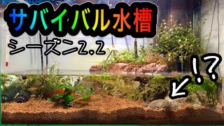 【ベルツノガエル】サバイバル水槽2.2〜禁断のアクアテラリウム〜【バジェットガエル】