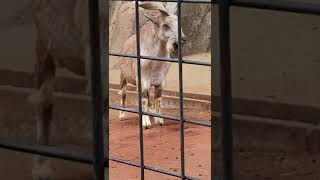 おしっこするボスと反芻する部下#shorts #マーコール #ヤギ #夢見ヶ崎動物公園 #goat #動物