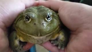 Petting A Pet Frog?? Do Frogs Like To Be Pet?