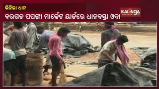 Rain Pain: Thousand Sacks Of Rice Damaged In Bargarh District || KalingaTV