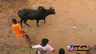 malayadipatty jallikattu 2019 - batch - 5/8