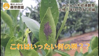 農薬の使用回数制限は！？みかんの苗木成長観察。～定植１年目9月下旬編～