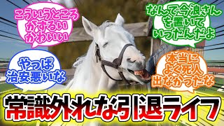 引退後からがゴルシの本番だったに対するみんなの反応集【競馬】