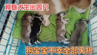 柯基犬生出四只狗宝宝，由于狗宝宝体型大导致四只狗宝宝全部夭折