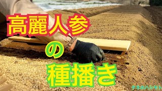 【初映像化】高麗人参の栽培　タネのハシモト