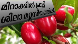 മിറാക്കിൾ ഫ്രൂട്ട് ഇപ്പോൾ ശിലാ മ്യൂസിയത്തിൽ / miracle fruit /Sila museum