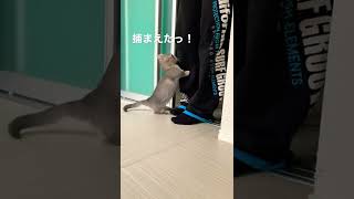 飼い主を待ち伏せしてビックリさせたい子猫が可愛すぎた…