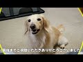 【怒る】ふてくされて飼い主を蔑むような眼差しで見てくる犬w【カニンヘンダックスのんの】