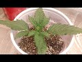 Testing Humboldt Seed Company Feminized Seeds - Day 13