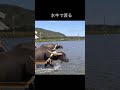 海を水牛で渡る shorts