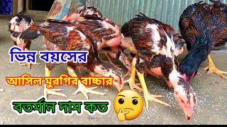 আসিল মুরগির বাচ্চা দাম কত// এক মাসে বাচ্চা দাম কত // সঠিক দাম জানুন // #আসিল_মুরগি